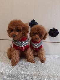 Cuccioli di barboncino toy