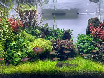 Acquario completo