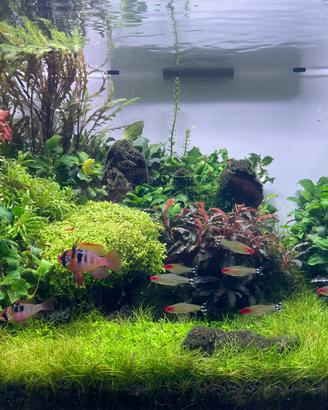 Acquario completo