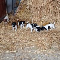 Cuccioli jack russel