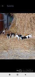 Cuccioli jack russel