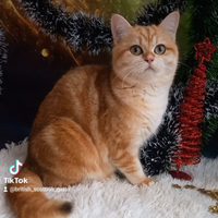 Gatta Scottish Straight