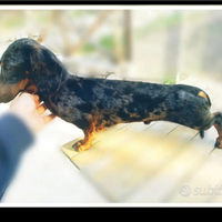 Bassotto arlecchino silver Choco per monte