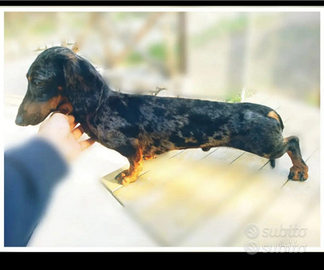 Bassotto arlecchino silver Choco per monte