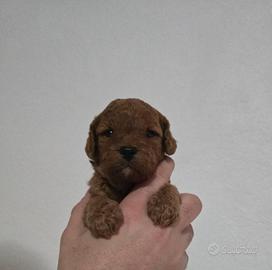 Barboncino TOY
