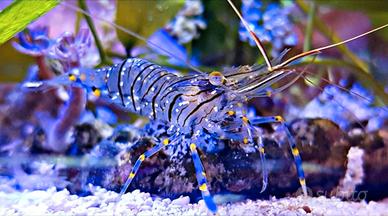 Gamberetti Marini Trasparenti