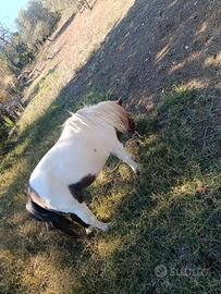 Pony femmina