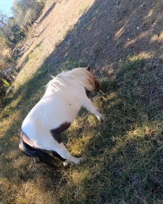 Pony femmina