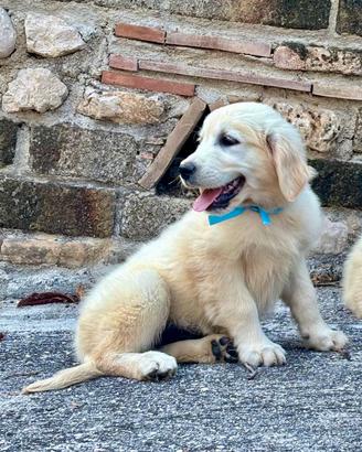 Golden Retriever cucciolone