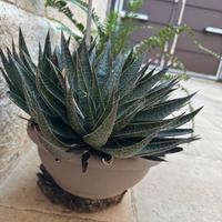 Pianta grassa Aloe