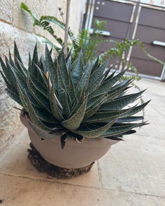 Pianta grassa Aloe