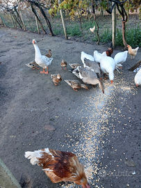 Vendita oche romagnole e galletti varie razze