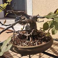 lavorazione bonsai