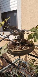 lavorazione bonsai