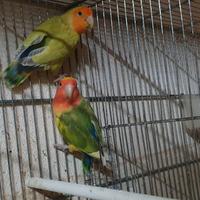 Coppie inseparabili roseicollis