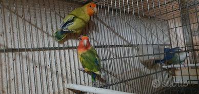 Coppie inseparabili roseicollis