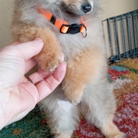 Spitz tedesco nano o volpino di Pomerania