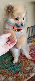 Spitz tedesco nano o volpino di Pomerania