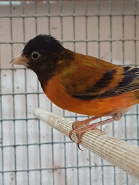 Cardinalino per canarina