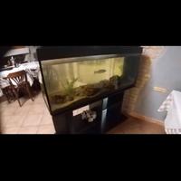 Acquario 