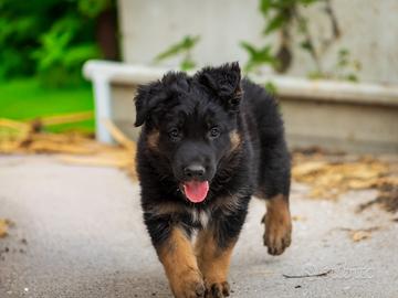 Cuccioli di Pastore tedesco