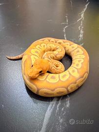 Ball Phyton, Pitone Reale, Rettili, Serpenti