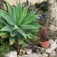 Pianta di Agave Attenuata di grandi dimensioni