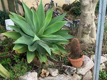 Pianta di Agave Attenuata di grandi dimensioni