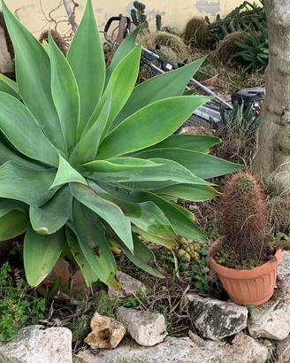 Pianta di Agave Attenuata di grandi dimensioni
