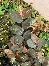 Talea Pellionia repens “red” 10 cm