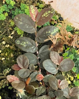 Talea Pellionia repens “red” 10 cm