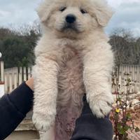 Cuccioli Maremmano Abruzzese