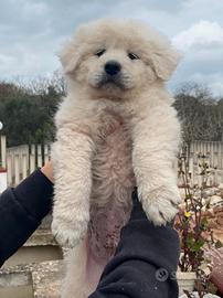 Cuccioli Maremmano Abruzzese
