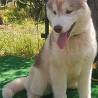 Cucciola di siberian husky