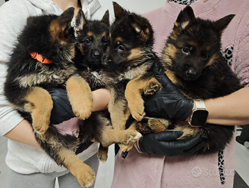 Cuccioli di pastore tedesco