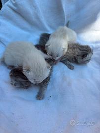 Scottish Short e Fold