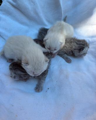 Scottish Short e Fold