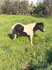 Pony