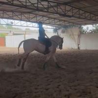 Vendita cavallo lusitano