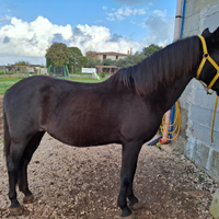 Cavallo PRE spagnolo