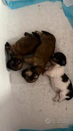 Cuccioli di chihuahua
