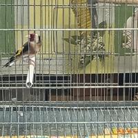 Cardellino tschusii maschio