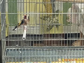 Cardellino tschusii maschio