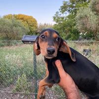Disponibile cucciola di segugio