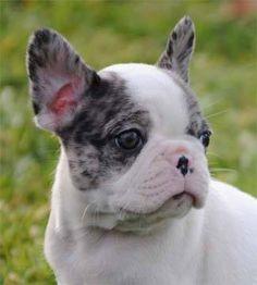 Bulldog francese