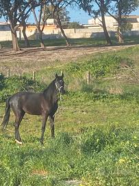 Puledro Anglo arabo