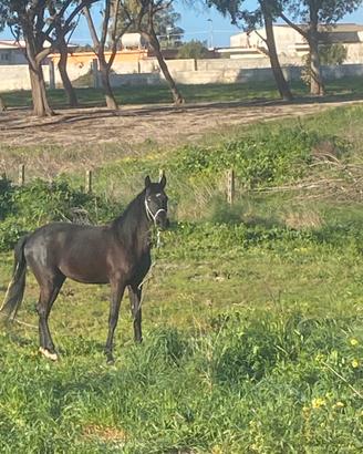 Puledro Anglo arabo
