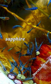 Medaka sapphire