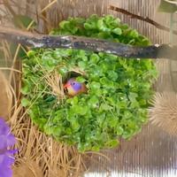 Diamantino violaceo coppia