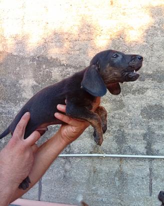 cuccioli di segugio maremmano